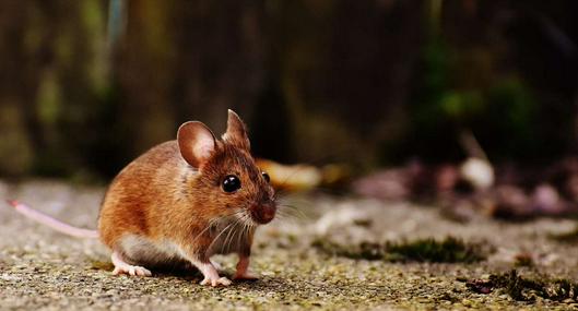 Foto de roedor, en nota de dónde se esconden los ratones en el día
