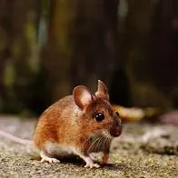 Foto de roedor, en nota de dónde se esconden los ratones en el día