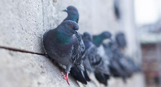 ¿A dónde van las palomas por la noche?