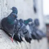 ¿A dónde van las palomas por la noche?