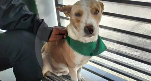 Empleado de TransMilenio adoptó a perro que fue abandonado en una estación