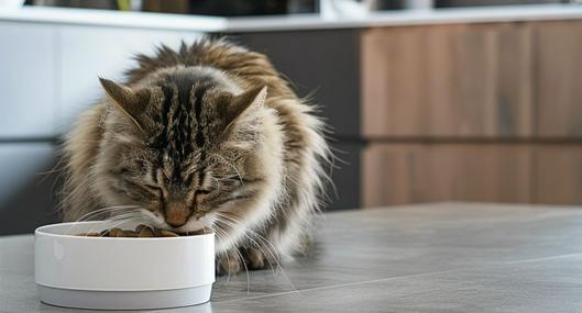 Siga estas recomendaciones para alimentar a su gato adulto mayor y darle un buen estilo de vida. Además, aprenda qué hacer si no quiere comer.