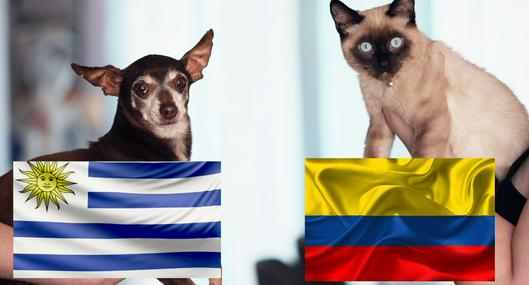 Mascotas predicen el resultado del partido Uruguay vs. Colombia en Copa América