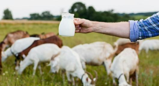 ¿Cuál leche es mejor, la de cabra o la de vaca? Diferencias sorprenden 