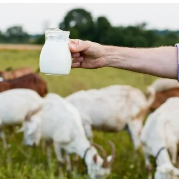 ¿Cuál leche es mejor, la de cabra o la de vaca? Diferencias sorprenden 