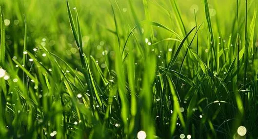 image_desktop
