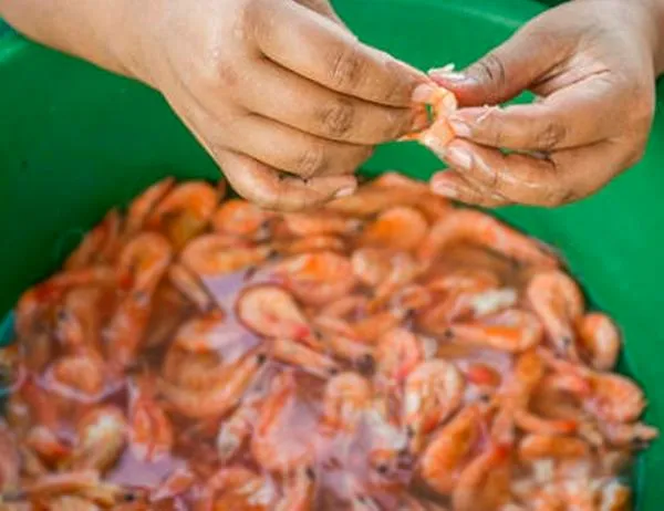 Alerta por ingreso a Colombia de enfermedad que amenaza la producción de camarón