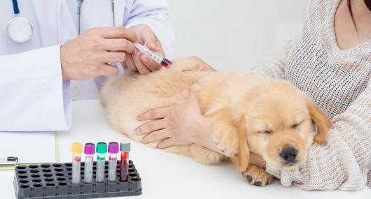 Perro, en nota sobre transfusiones de sangre en perros y gatos