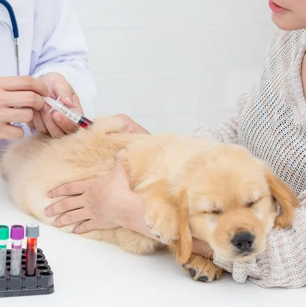 Perro, en nota sobre transfusiones de sangre en perros y gatos