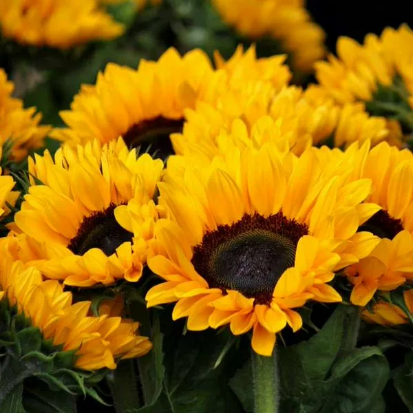 Foto de girasoles, en nota sobre dónde queda el campo de esas flores en Colombia: muy cerca de Bogotá, ruta y más