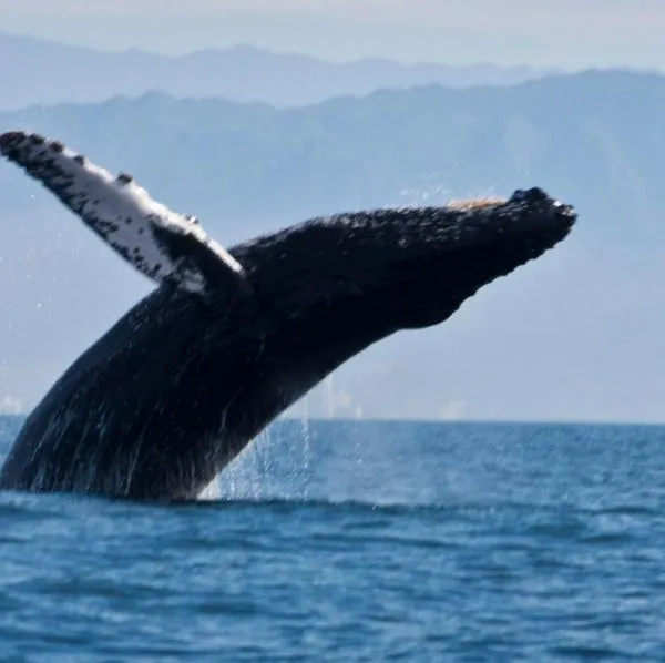 Temporada de ballenas en Colombia 2024 inició y dicen hasta cuándo podrán verse