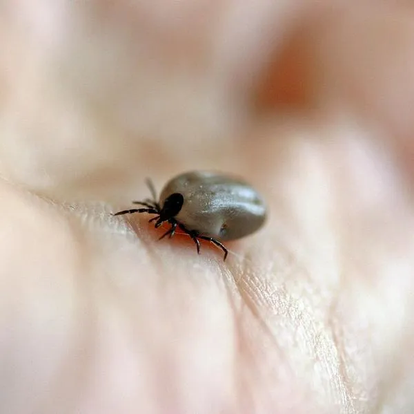 ¿Cuáles son los riesgos por picadura de una garrapata? Esto es lo que debería saber
