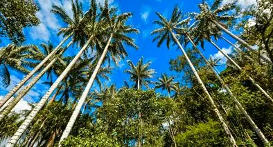 Descubra las frutas más exóticas de Colombia: Seis destinos imperdibles donde probarlas