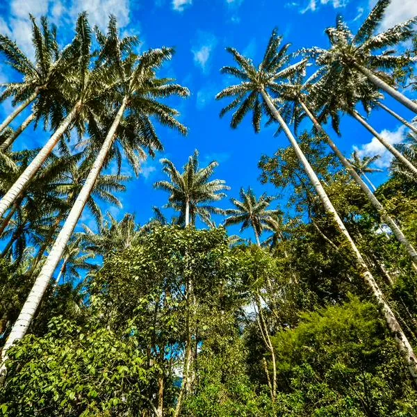 Descubra las frutas más exóticas de Colombia: Seis destinos imperdibles donde probarlas