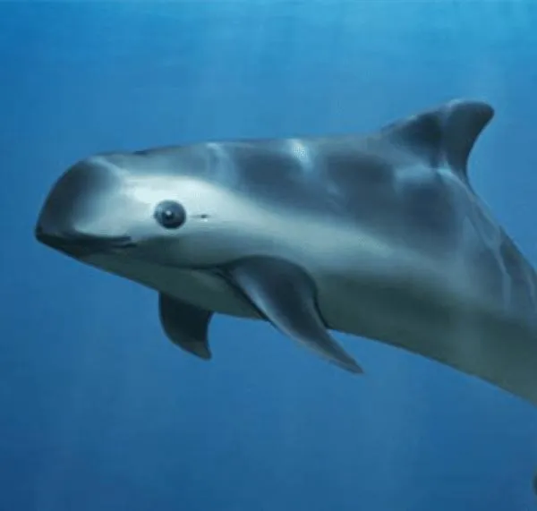 ¿Conoces la vaquita marina? El cetáceo más curioso del mundo