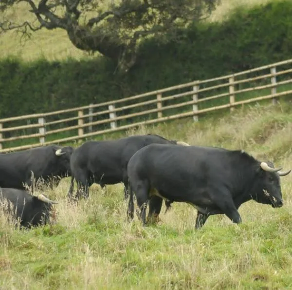 La Cámara de Representantes aprobó el 12 de junio la conciliación de la ley que prohíbe la tauromaquia. Después de que se firme la sanción presidencial, las ganaderías estarán afectadas. 