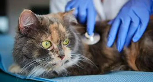 Gripe felina: Más que un resfriado, puede matar a tu gato. Vea los cuidados que deben tener los gatos.