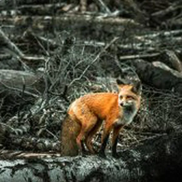 ¿Los animales predicen desastres naturales?