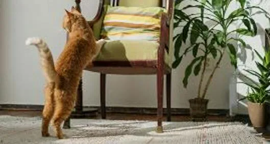 Cómo crear un ambiente libre de estrés para tu gato en casa