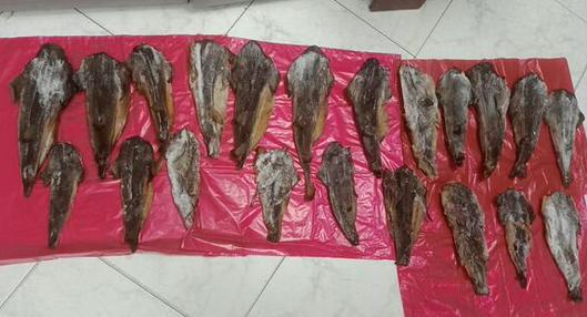 Hallan 5.5 kilos de carne de tiburón tollo en restaurante de Bogotá: hay alerta