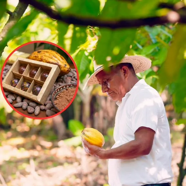 Descubren especie similar al cacao cerca a Colombia: salvará futuro de chocolate