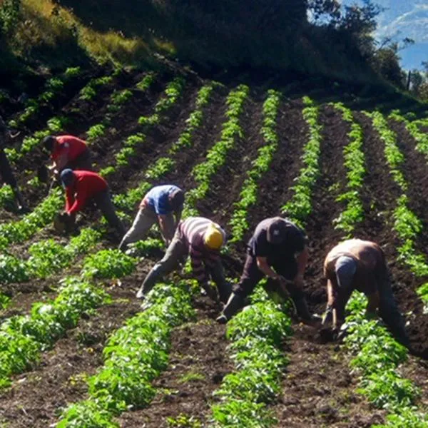 Asociaciones campesinas del Catatumbo hablan del cese al fuego con disidencias