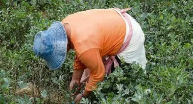 ¿Qué necesita el Catatumbo para su desarrollo? Comunidades plantearon proyectos