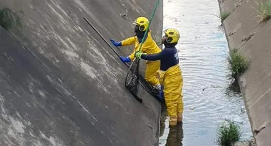 Bomberos de Cali rescataron a perro atrapado en canales de agua lluvia