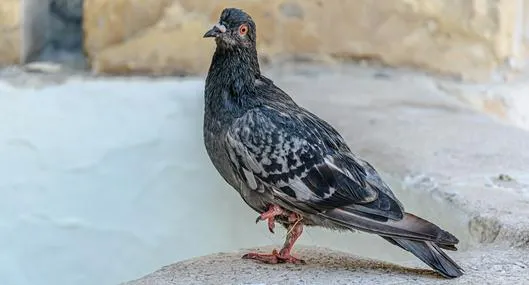 ¿Por qué las palomas mueven la cabeza al caminar?