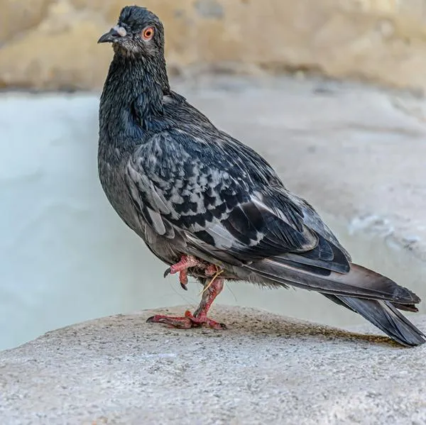 ¿Por qué las palomas mueven la cabeza al caminar?