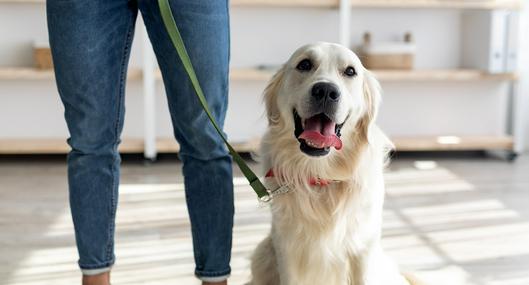 Apartamentos en Colombia con cambios para quienes tienen sus mascotas allí