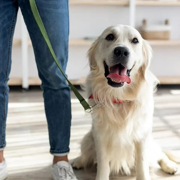 Apartamentos en Colombia con cambios para quienes tienen sus mascotas allí
