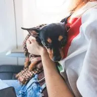 Radicaron proyecto de ley para reglamentar y mejorar los viajes con mascotas