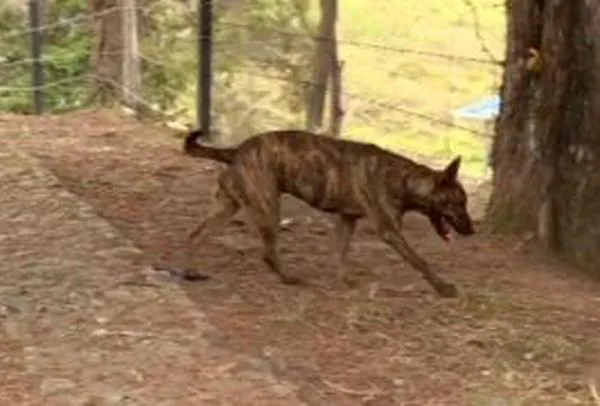 Investigan muerte de Laika, una perrita que fue tortutada y decapitada en Buga