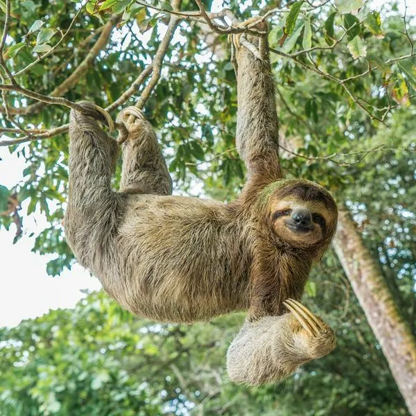 ¿Dónde se pueden ver osos perezosos en Colombia? 