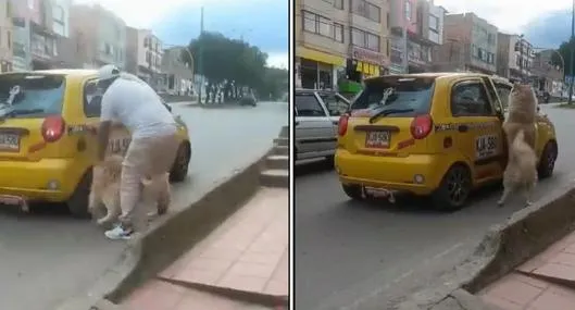 Hombre abandonó a su perro en Duitama, Boyacá: video bajándolo de un taxi