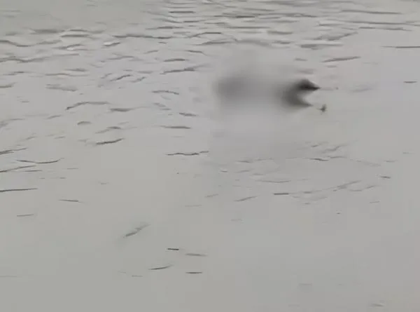 Hallan el cadáver de un hombre en el río Sinú