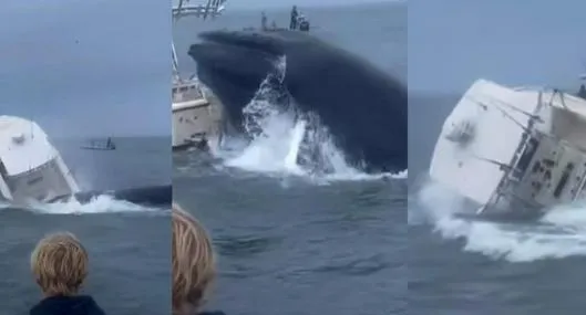 Estados Unidos: ballena jorobada derribó barco pesquero cuando se alimentaba