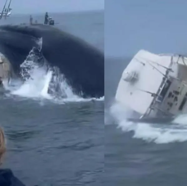 Estados Unidos: ballena jorobada derribó barco pesquero cuando se alimentaba