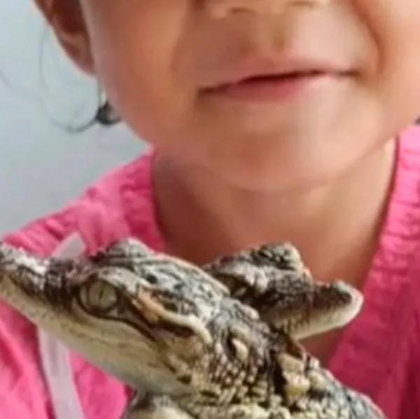 EN VIDEO: ¡Qué tal esto! Los juguetes de una niña son cocodrilos vivos