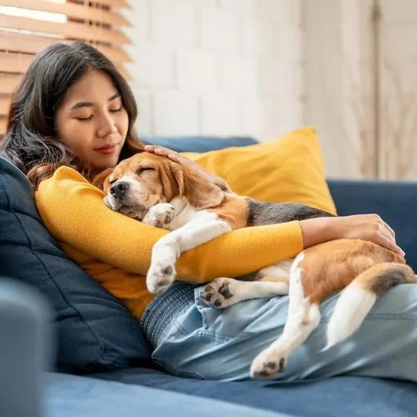 Avisan a dueños de mascotas en Colombia por ley que impondría drástico cambio para garantizar condiciones dignas en viajes de todo tipo.