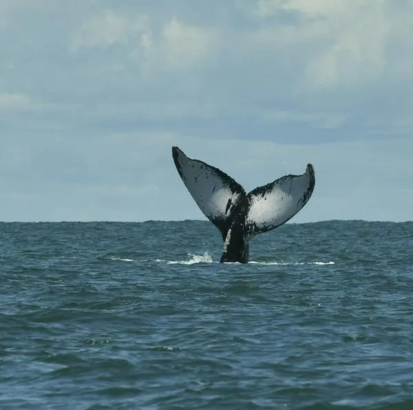 Esto es todo lo que debe saber para ir a ver avistamiento de ballenas.