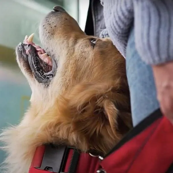 Llevar mascota en Transmilenio y SITP: reglas a cumplir