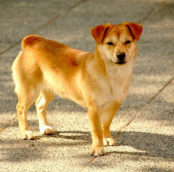 Servicios de alojamiento para mascotas
