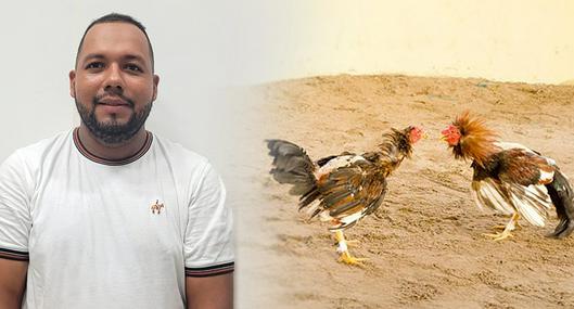 Cae un capo de la coca del Clan del Golfo: sus socios lo delataron por una pelea de gallos