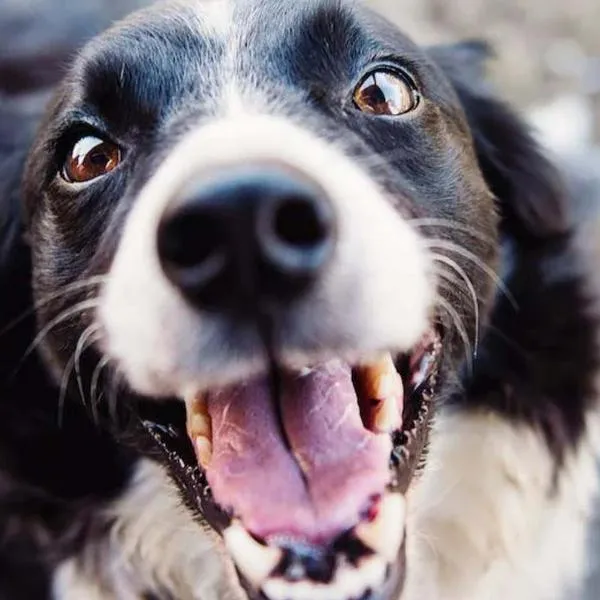 Estos son los alimentos que le sacan brillo a la sonrisa de tu perro