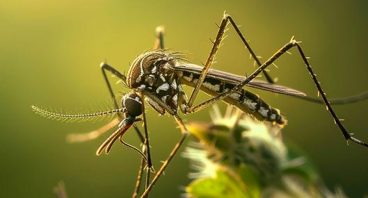 La inteligencia artificial responde qué pasaría en la tierra si los mosquitos dejarán de existir. Al parecer, son muy necesarios.