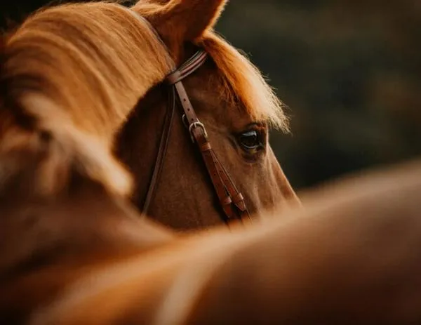 Denuncian sacrificio de caballos en Cali y lanzamiento de sus restos al río Cauca