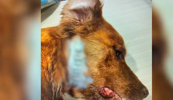 Pagará 18 meses de cárcel por herir a un perro y matar a una gata en una pelea familiar
