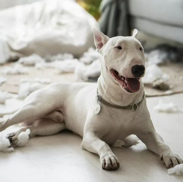 Ataque de un perro a veterinario en Barranquilla.